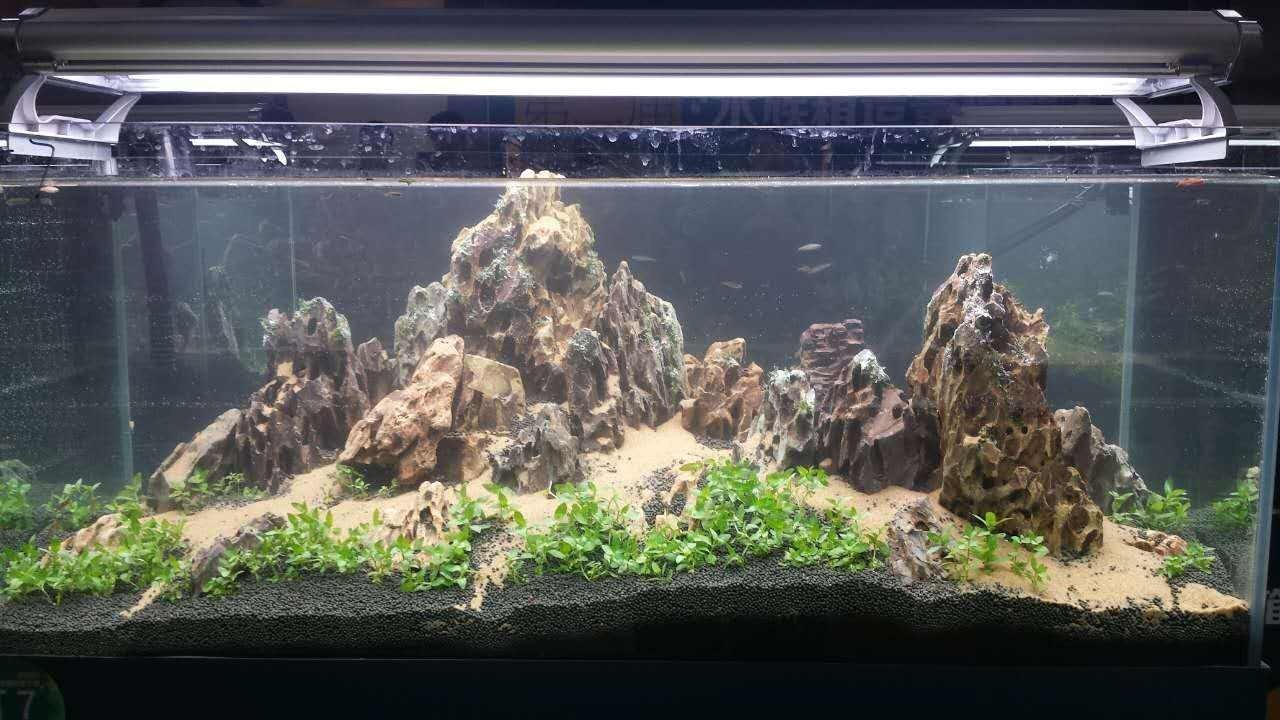水族箱布景—水族箱布景的技
